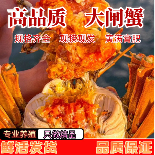洪湖市江苏红膏大闸蟹 现捞现发 鲜活发货