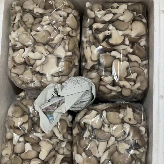 金堂县姬菇，小黑平菇