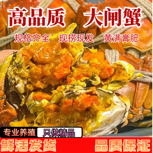 洪湖市大闸蟹  优良水质  湖区塘区养殖