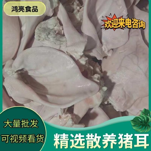 农家散养新鲜猪耳朵整个少根土猪耳朵商用猪耳朵卤菜