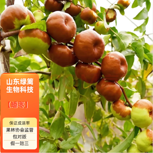 平邑县枣树苗精品嫁接蟠枣树苗现挖现发