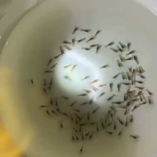 眉山澳洲小龙虾苗 蓝色澳虾苗 淡水养殖 基地直供 提供技术指导