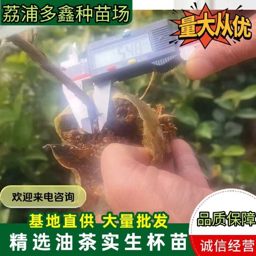 广西软枝油茶苗杯苗高产茶子树苗茶籽树苗白花茶油树带土发货