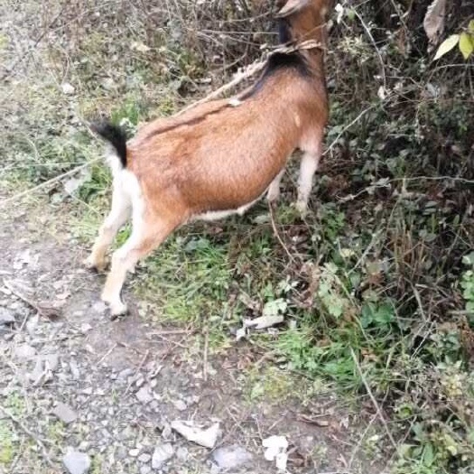 自家喂养麻山羊，吃青草长大，肉质细嫩，有2头可出售