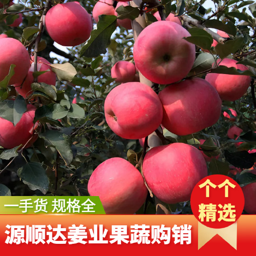 莒县红富士苹果 产地批发 一手货源 大果 中果 小果 规格齐全