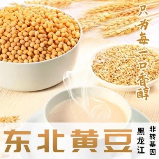长沙2024新黑龙江东北黄豆非转基因50斤包邮优质高蛋白大豆