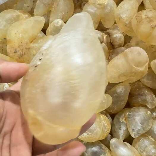 北海28-32头左右一斤，鸡泡胶。花胶鱼胶，刺龟鱼鱼泡