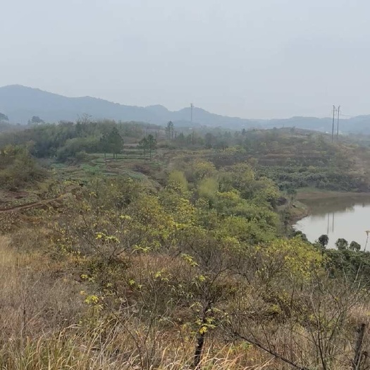 衡阳县衡阳蒸湘区1000亩山地流转出租