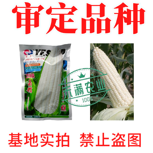 武汉玉农晶糯2008白糯玉米种子审定200g大包装大棒杂交香甜白
