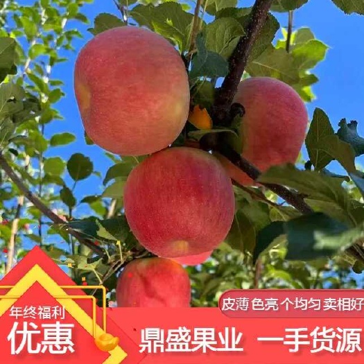 沂水县红富士苹果，支持全国各地发货 基地直发 量大价优 一手货源