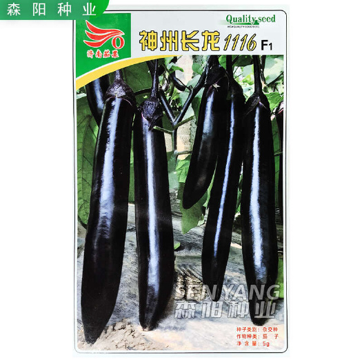 常德济南茄果神州长龙1116茄子杂交种早熟春秋季黑丽长紫黑油亮长