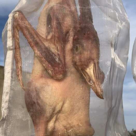 200多天的纯粮食喂养大三花。白条 活鹅 咸鹅