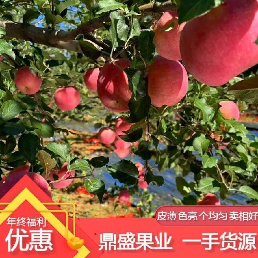 沂水县山东红富士苹果，产地批发，长年供应真实报价