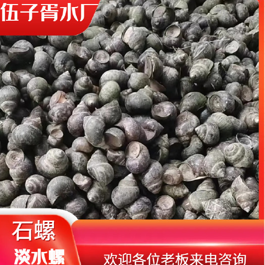 田螺，本地产区，存活率高，长期大量各种规格都有货，欢迎来咨询