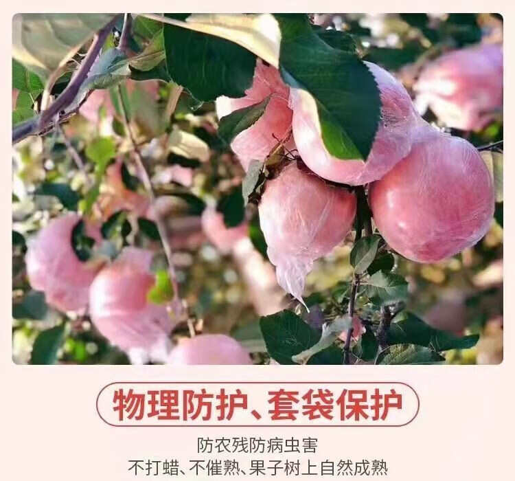 陕西老树糖心富士苹果膜袋水果丑苹果5斤/10斤装一件代发