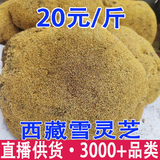 昆明雪灵芝 西藏雪灵芝 一件代发 量大从优
