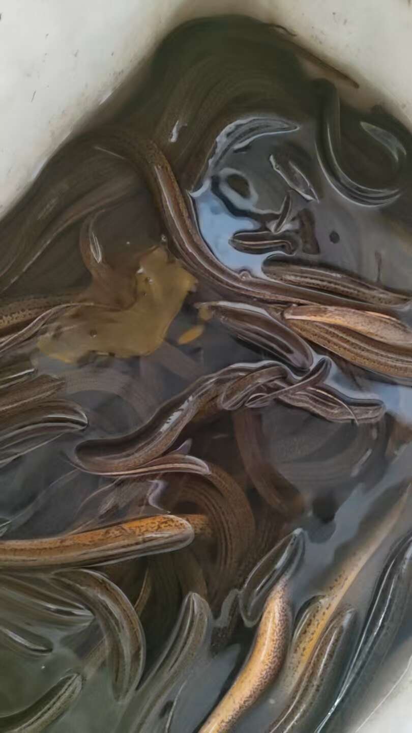 黄鳝，本地货，肉质鲜美，自然水域鲜活，精挑细选