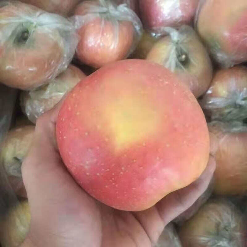 陕西老树糖心富士苹果膜袋水果丑苹果5斤/10斤装一件代发