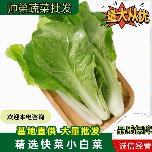 小白菜快菜杭白菜新鲜小青菜时令蔬菜农家自种精选