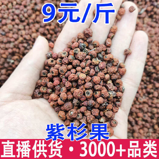 紫杉果 火棘果  红豆杉果 一件代发 量大从优