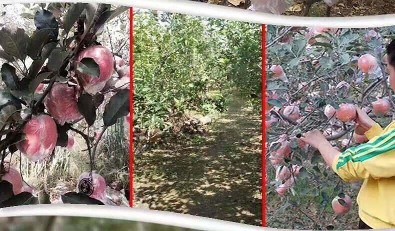 陕西老树糖心富士苹果膜袋水果丑苹果5斤/10斤装一件代发