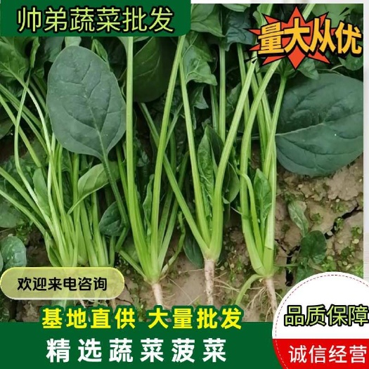 曹县新鲜菠菜蔬菜农家自种青菜菠菜现摘现发农家菜