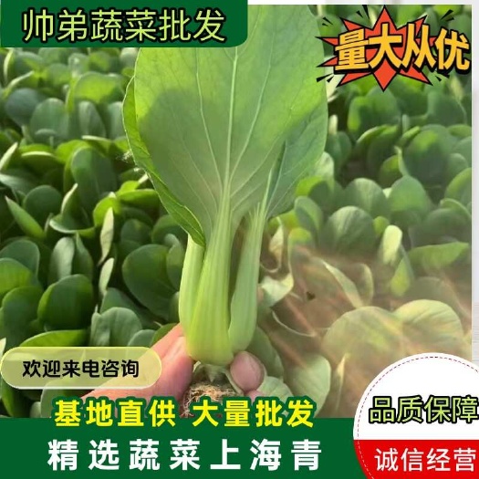 曹县上海青小青菜苏州青新鲜蔬菜霜冻农家食用青菜精品