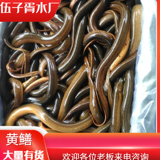 黄鳝，本地货，肉质鲜美，自然水域鲜活，精挑细选