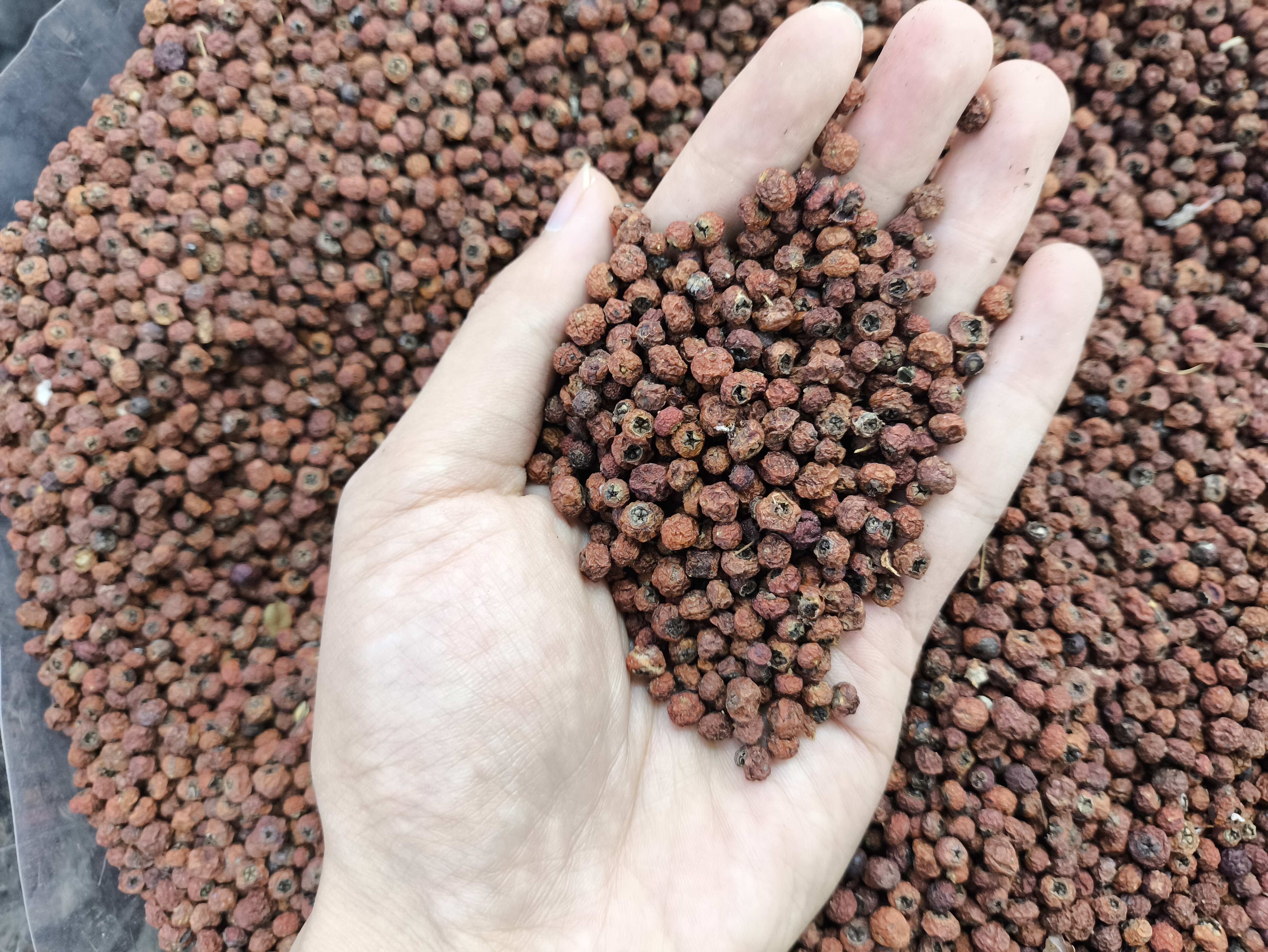紫杉果 火棘果  红豆杉果 一件代发 量大从优