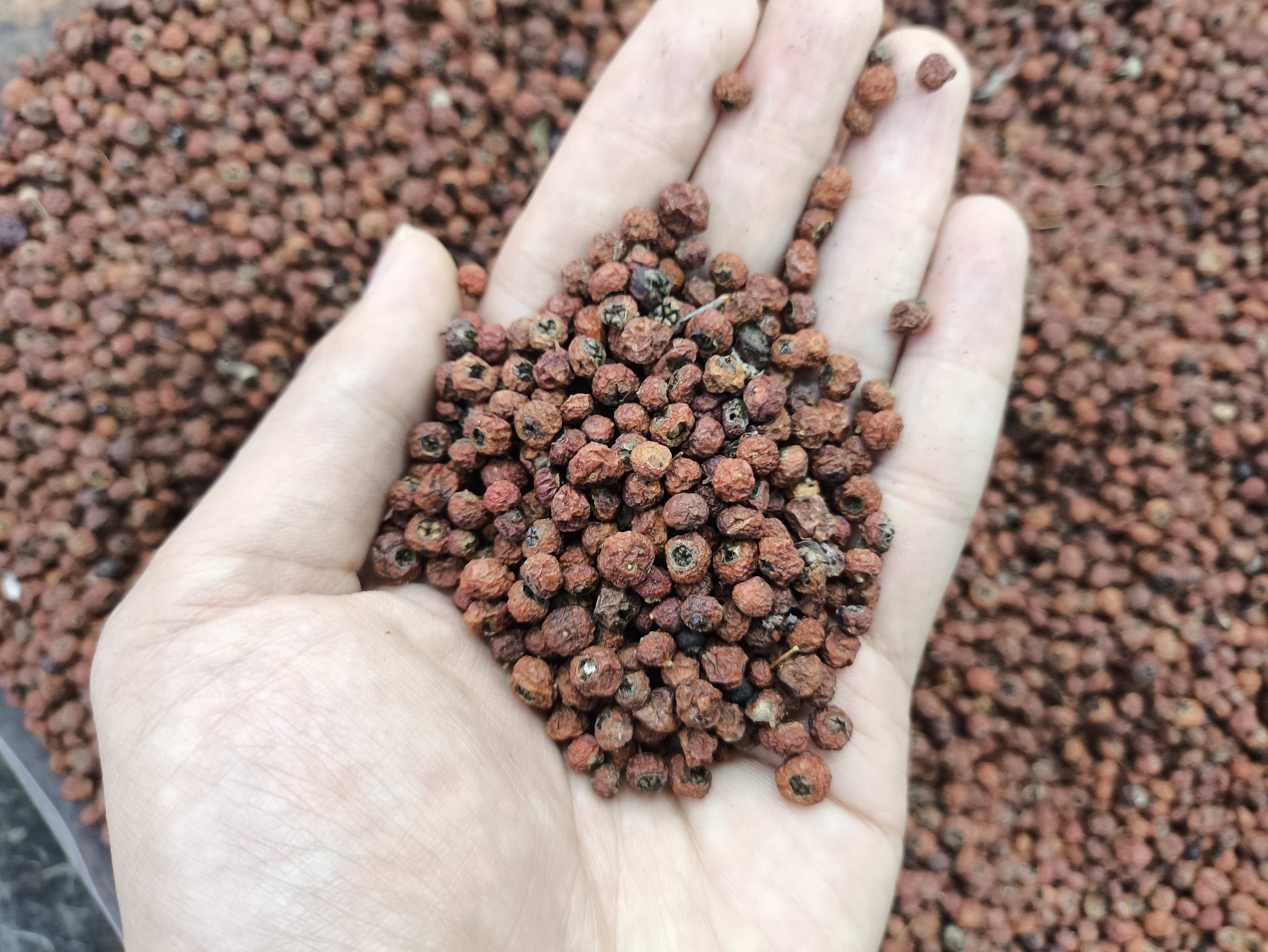 紫杉果 火棘果  红豆杉果 一件代发 量大从优