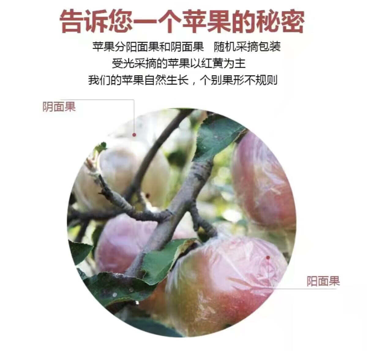 陕西老树糖心富士苹果膜袋水果丑苹果5斤/10斤装一件代发