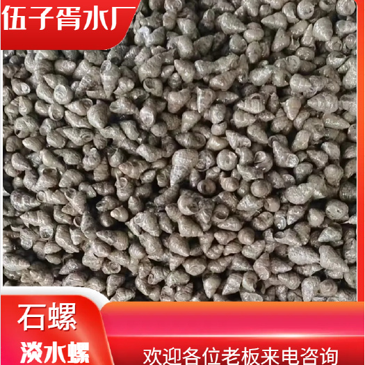 石螺，田螺，鳝鱼，泥鳅，各种水产品