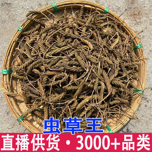 昆明虫草王 火麻索 正宗虫草王 批发 量大从优