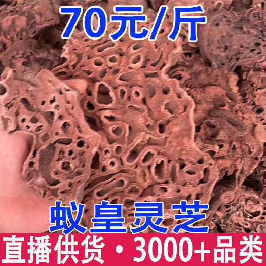 昆明蚁皇灵芝 蚂巢灵芝  蚁巢灵芝 蚁窝灵芝一件代发 量大从优