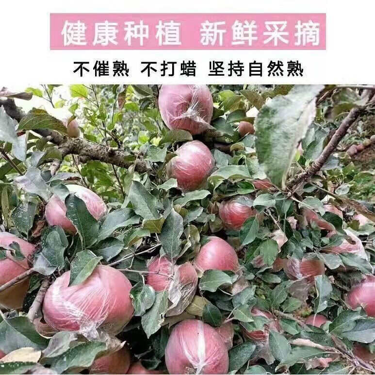 陕西老树糖心富士苹果膜袋水果丑苹果5斤/10斤装一件代发