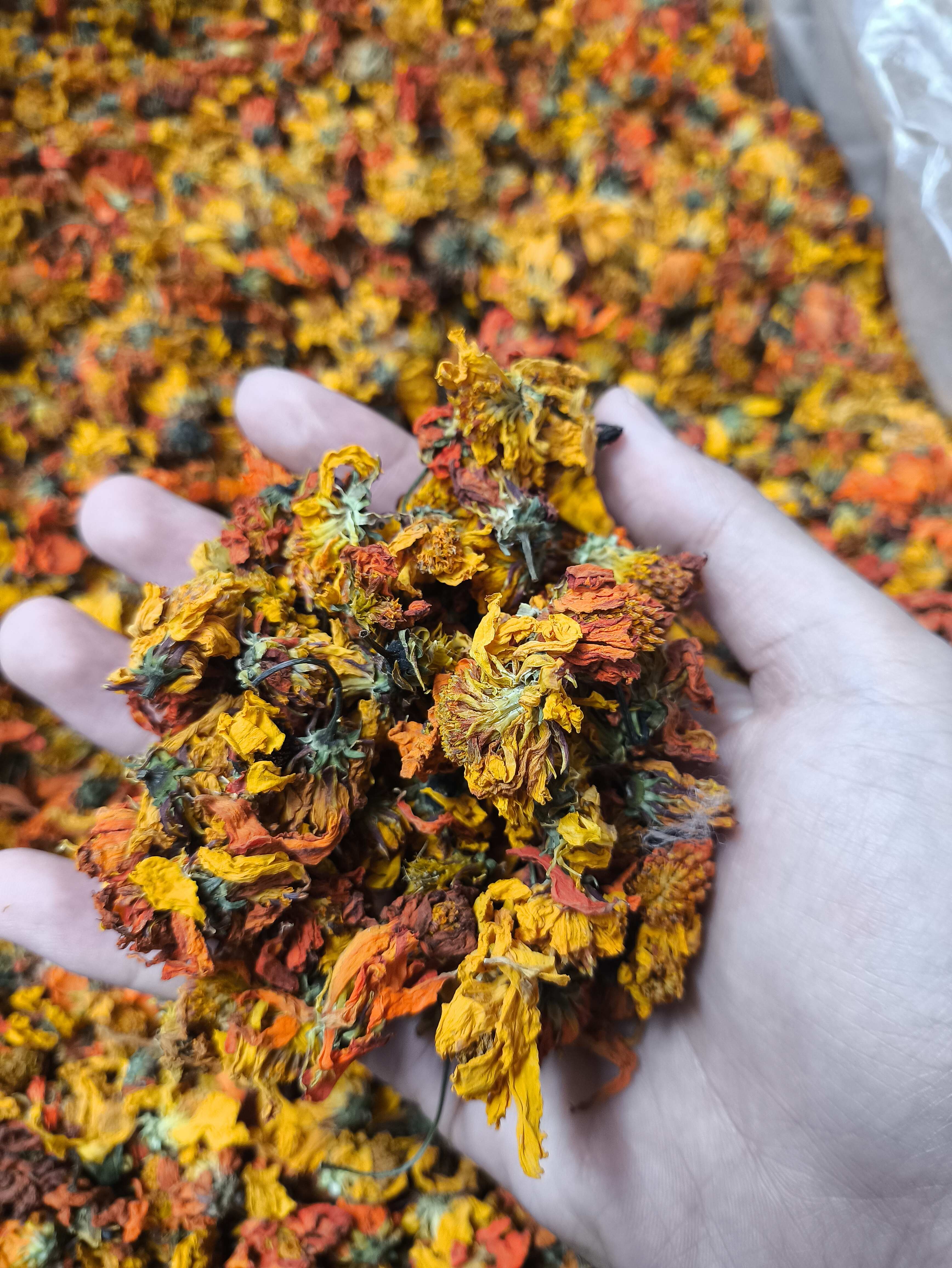 冰菊  冰山红雪菊 臧红菊 一手货源 量大从优
