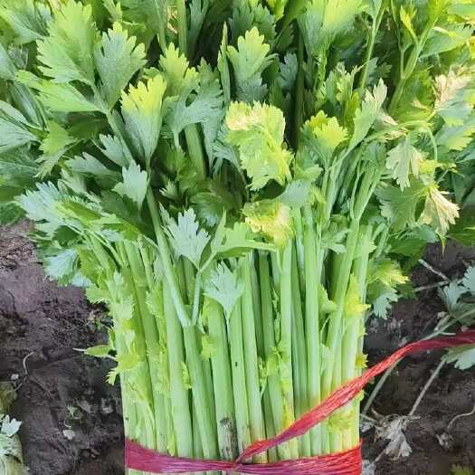 诸城市西芹