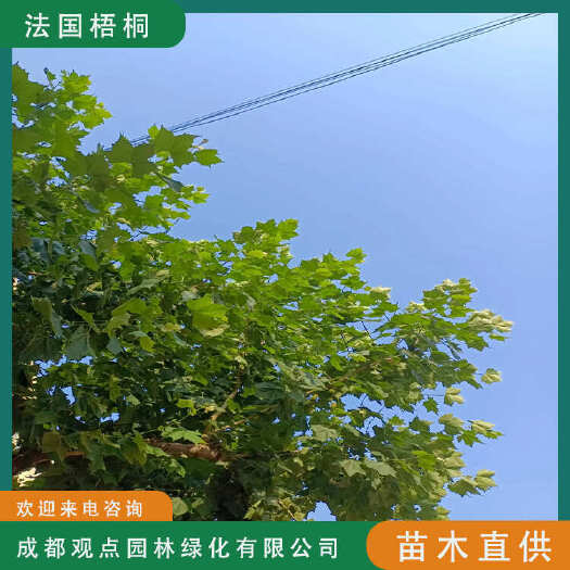 崇州市梧桐树基地直发观点园林一手货源现挖现发法国梧桐树规格齐全