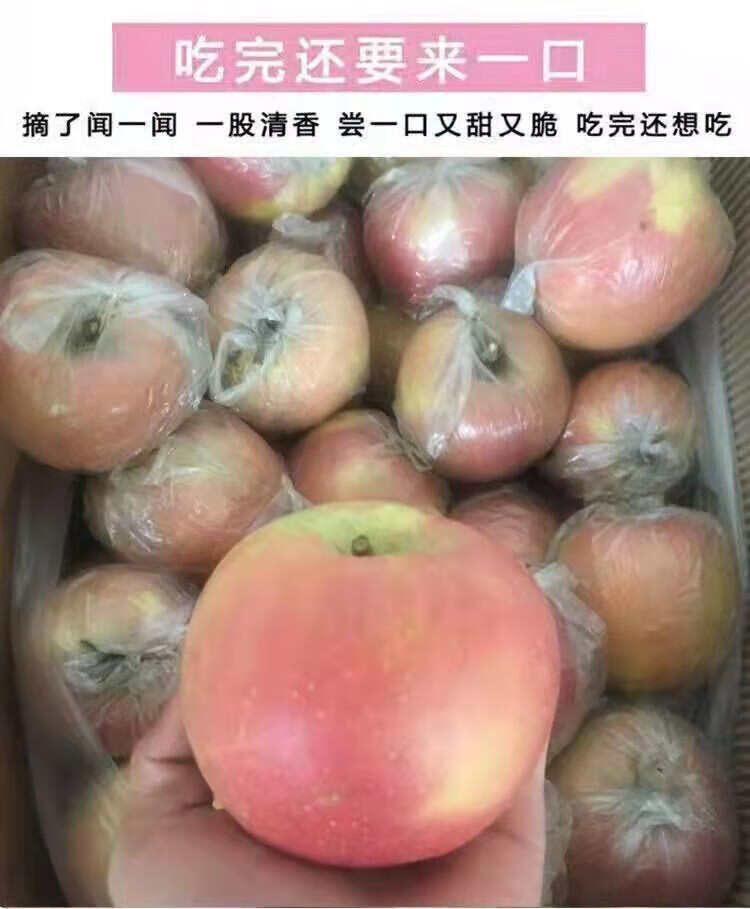 陕西老树糖心富士苹果膜袋水果丑苹果5斤/10斤装一件代发
