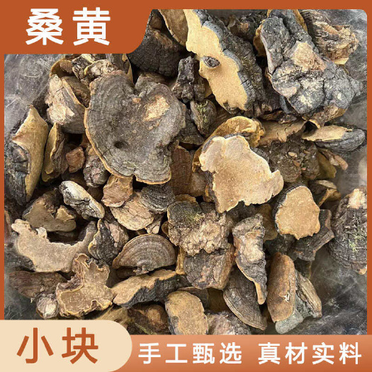 桑黄中药材店铺药材大全正品实体店品质批发大货专卖可打粉