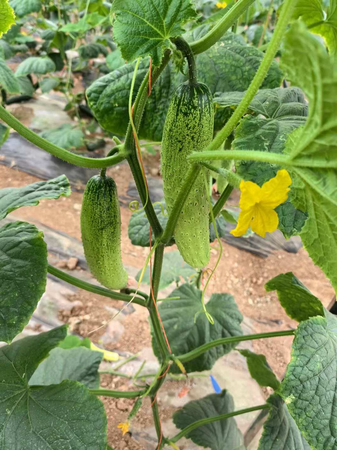 润玉脆甜水果黄瓜种子 节节有瓜 刺瘤少 味甜浓香 无渣