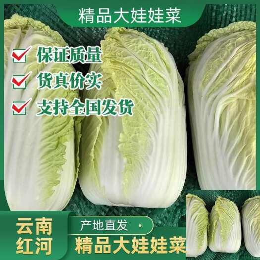 泸西县精品大娃娃菜   保证质量   货真价实    支持全国发货