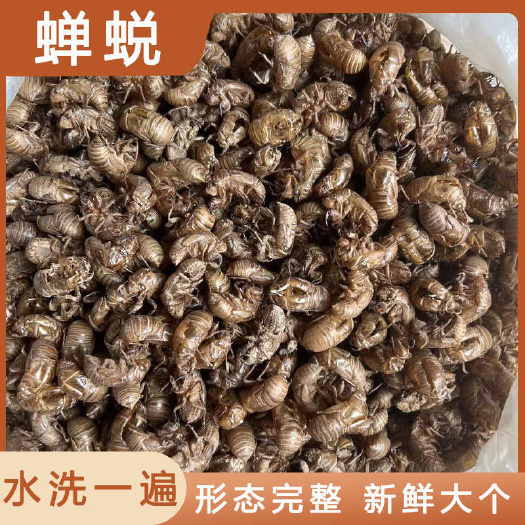 安国市蝉蜕中药材店铺药材大全正品实体店品质批发大货专卖可打粉