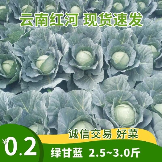绿甘蓝 2.5~3.0斤 云南红河 产地直发