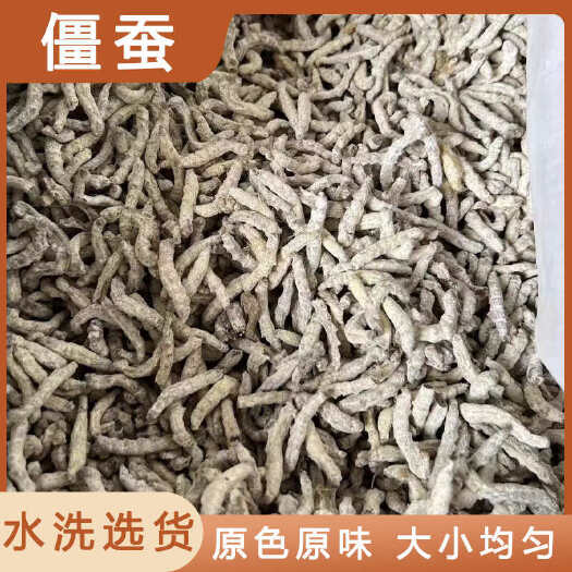 僵蚕中药材店铺药材大全正品实体店品质批发大货专卖可打粉