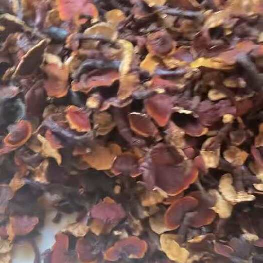 昆明西藏白肉灵芝