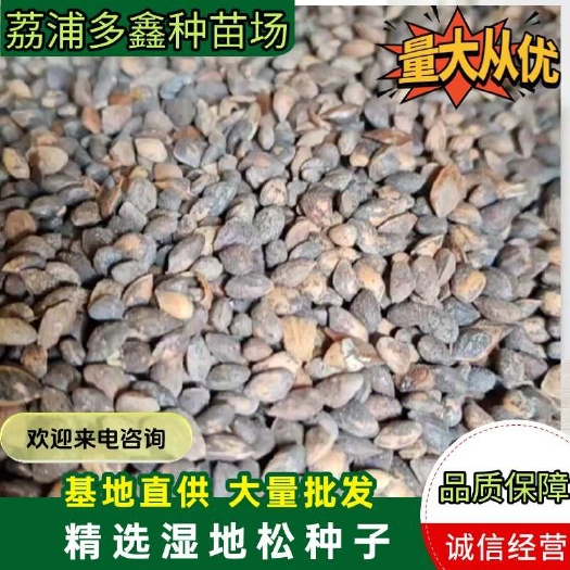 广西桂林荔浦湿地松种子 散装发货 种苗批发零售 森林绿化树种