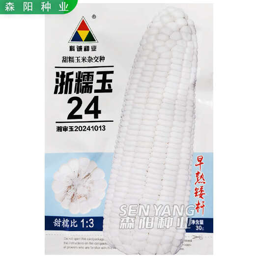 浙糯玉24玉米种子早熟矮杆大棒白甜糯玉米美玉27鲜食玉米万糯