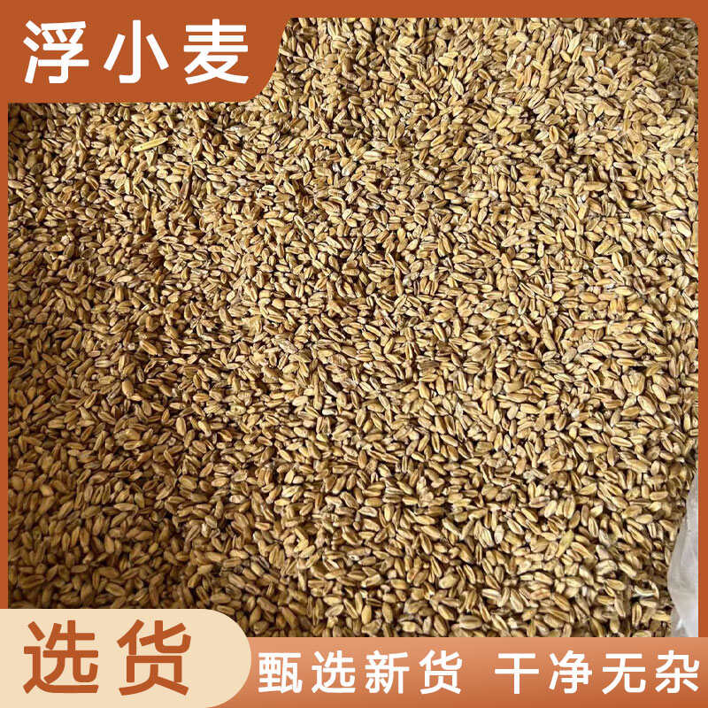 浮小麦中药材店铺药材大全正品实体店品质批发大货专卖可打粉