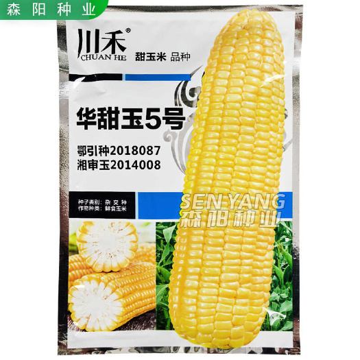 常德川禾 华甜玉5号甜玉米种子国审鲜食玉米杂交种黄甜水果玉米荣玉